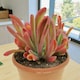 image 3 of 1 x Kalanchoe Oricula in 8.5cm Pot - Easy Care Indoor Houseplant