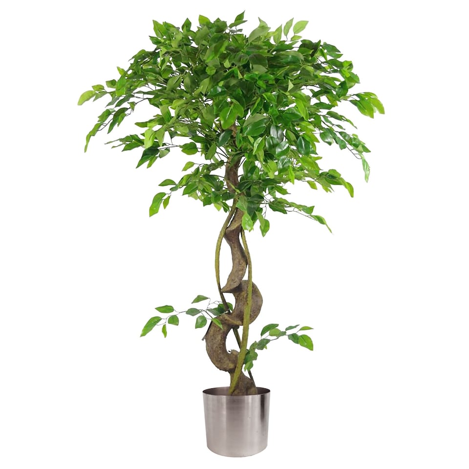 image 1 of Large Artificial Japanese Fruticosa Ficus Tree Silver 120cm 4ft Realistic Botanik | Green | 4ft