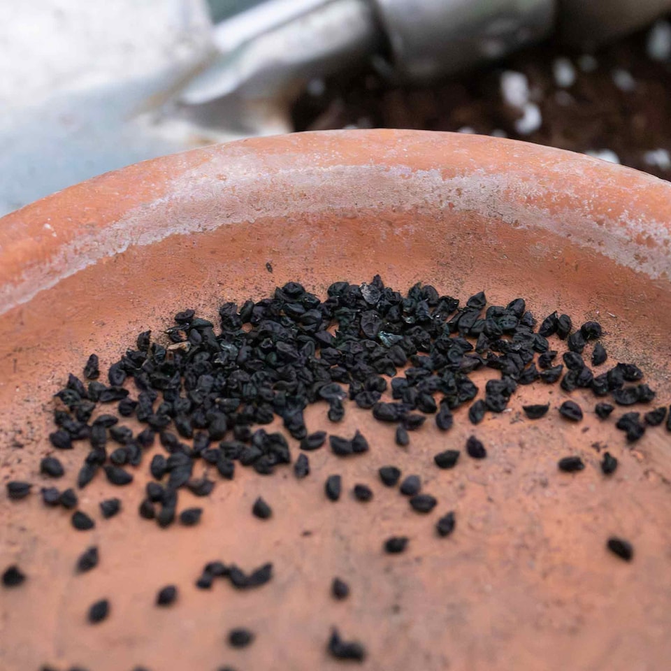 image 1 of Marshalls Garden Leek Seeds 'Terminal' Early Variety 300 Seeds