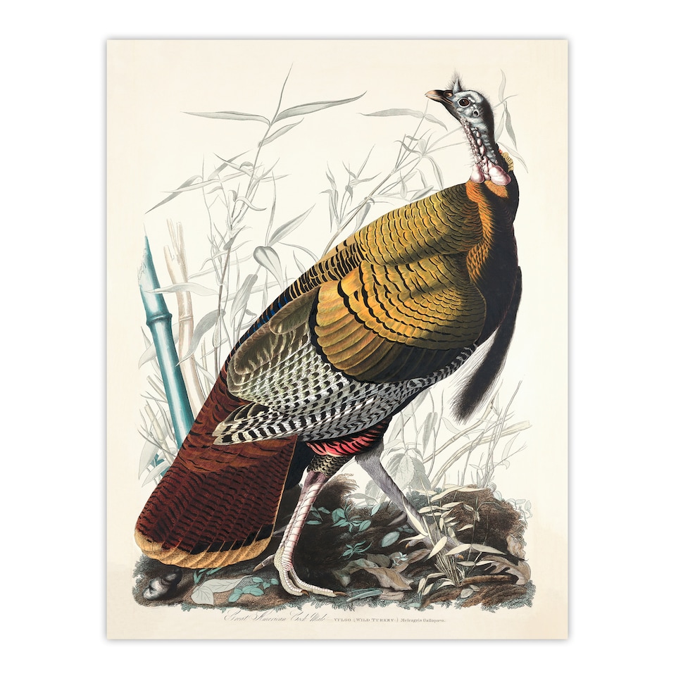 image 1 of John James Audubon Framed Wall Art Print Birds of America Wild Turkey Home Décor