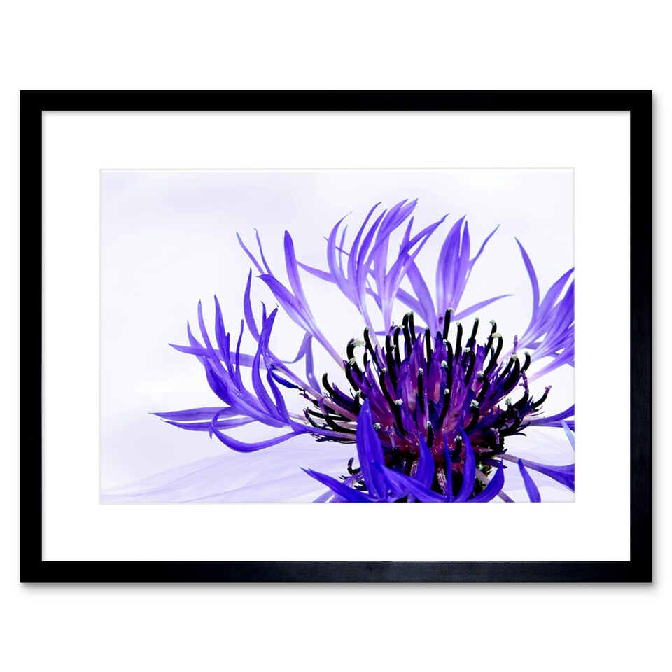 image 1 of Purple Flower Vibrant 9x7" Black Framed Wall Art Print