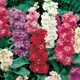 image 2 of Stock Ten Week Mix | Multi | Mixed | Flower Seeds | 1