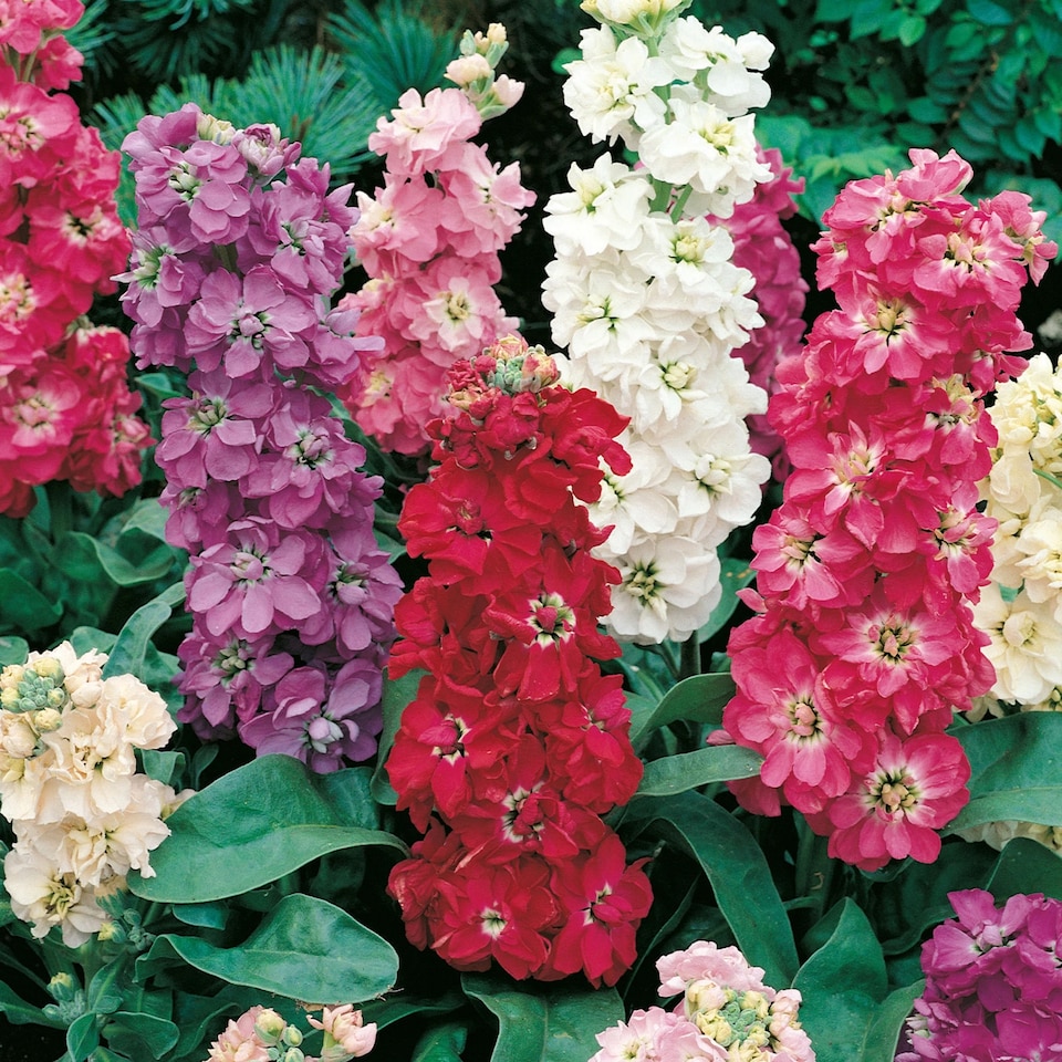 image 1 of Stock Ten Week Mix | Multi | Mixed | Flower Seeds | 1