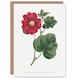 image 1 of Francis Sansom Alcea Rosea Vintage Illustration Art Greeting Card