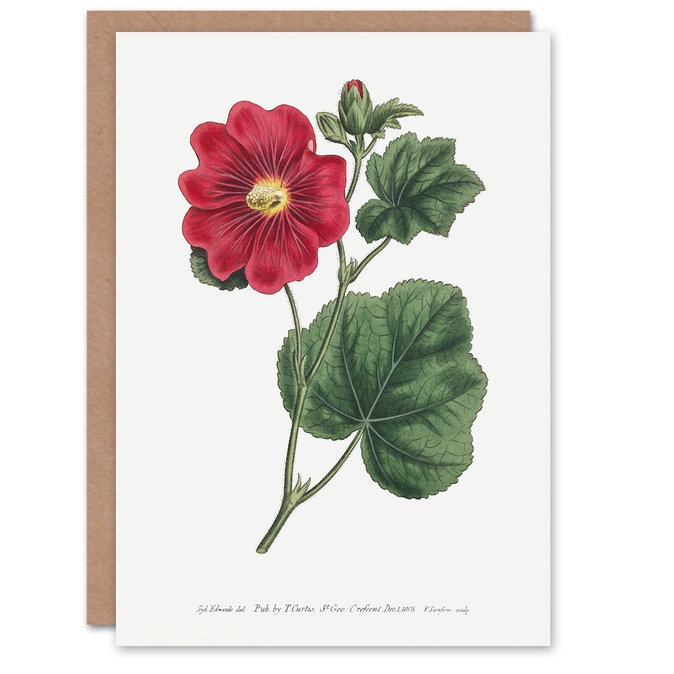 image 1 of Francis Sansom Alcea Rosea Vintage Illustration Art Greeting Card