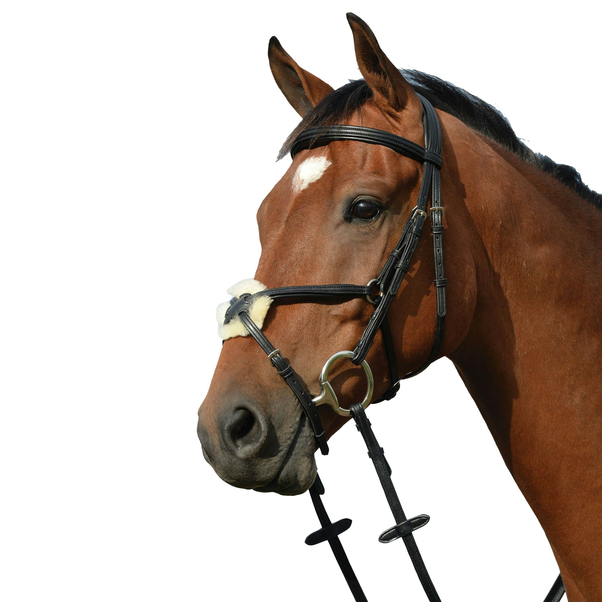 Collegiate Syntovia+ Padded Raised Figure 8 Bridle - Black - Cob