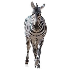 Zebra Lifesize Cardboard Cutout 162cm