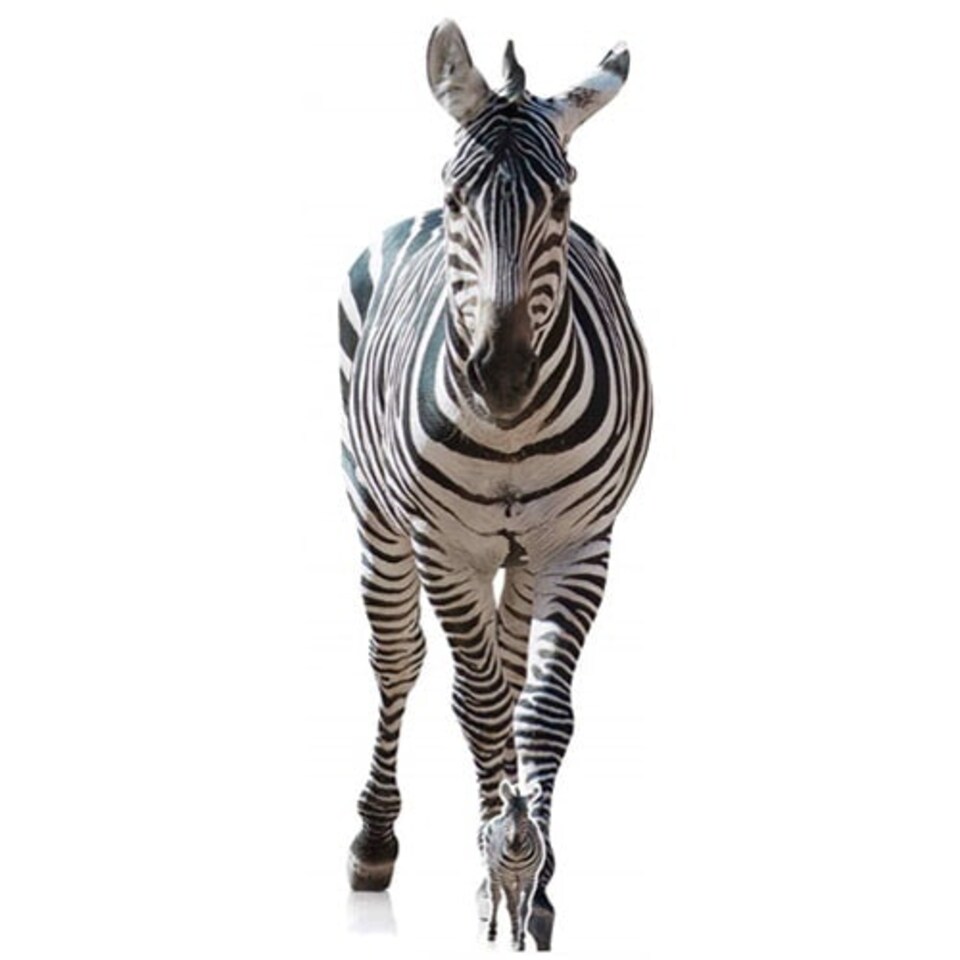 Zebra Lifesize Cardboard Cutout 162cm