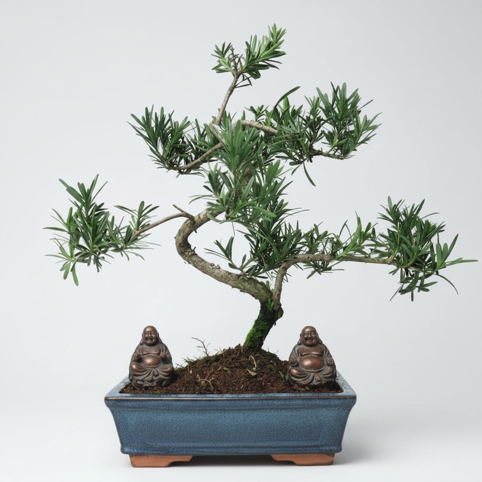 image 1 of Yorkshire Bonsai Buddhist Pine (Podocarpus Micro) Bonsai Tree Shaped In 25cm Pot