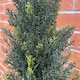 image 7 of 120cm Artificial Natural Look Cedar Tree