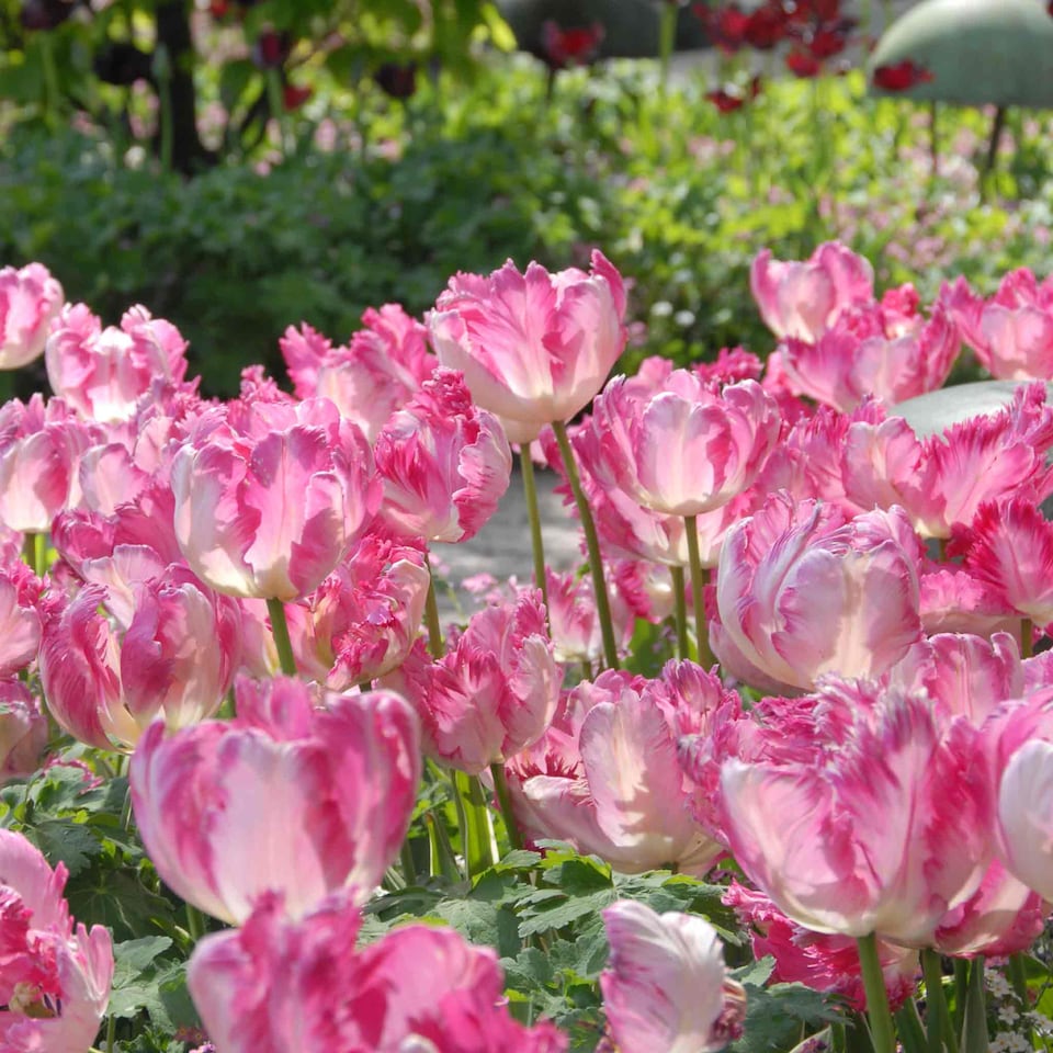 image 1 of Marshalls Garden Tulip 'Silver Parrot' - 8 x Bulbs (size 12+)