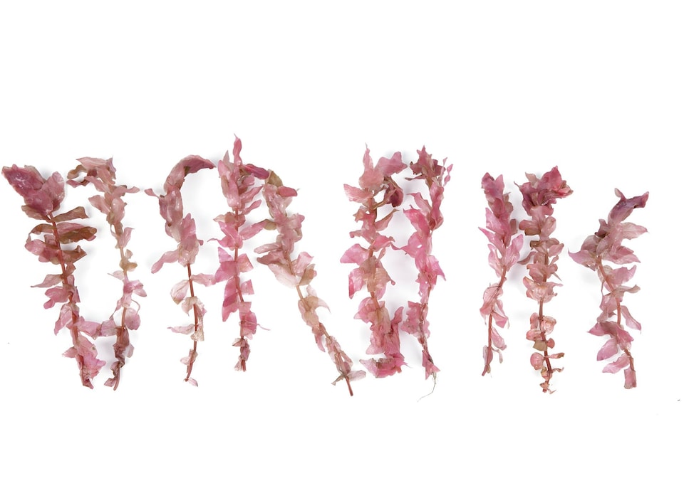 image 1 of Giant Red Rotala (Rotala macrandra) - Live Aquarium Plant for Midground Planting, No CO2 Needed - Fish Tank Plant