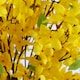 image 2 of 150cm Artificial Forsythia Tree