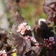 image 2 of Marshalls Garden Physocarpus 'Little Joker' - Compact Red-Foliage Shrub 9cm