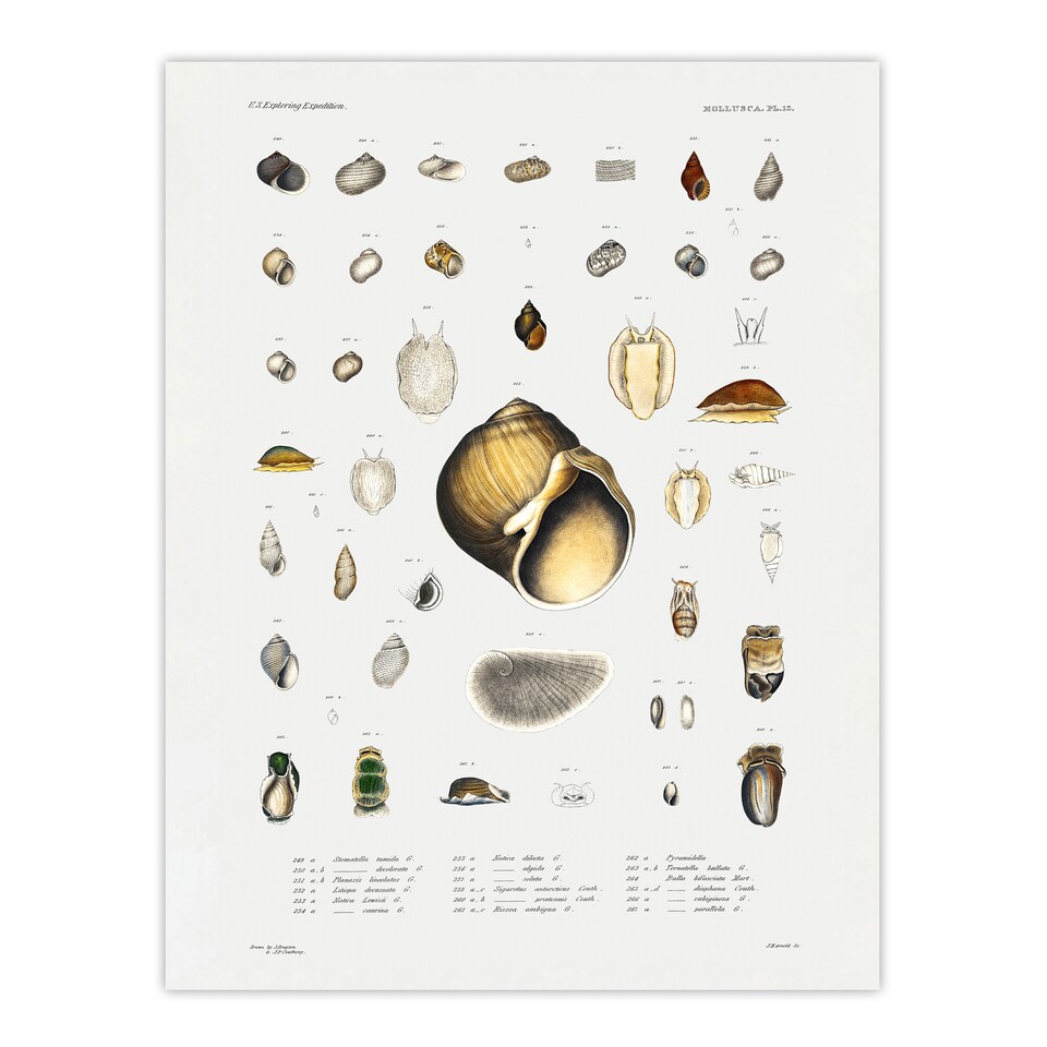 image 1 of Augustus A Gould Sea Snail Shell Varieties Set Framed Wall Art Picture Print A3