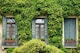 image 1 of The Evergreen Climbing Plants Selection Garden Border Mix Large Mature Plants Supplied in 3 Litre Pots - Pack of 24