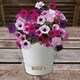 image 8 of Pronto Seed Petunia Grow Your Own Kit with Decorative Bucket Planter - Colourama Mix | Multi | Petunia Bucket | 1