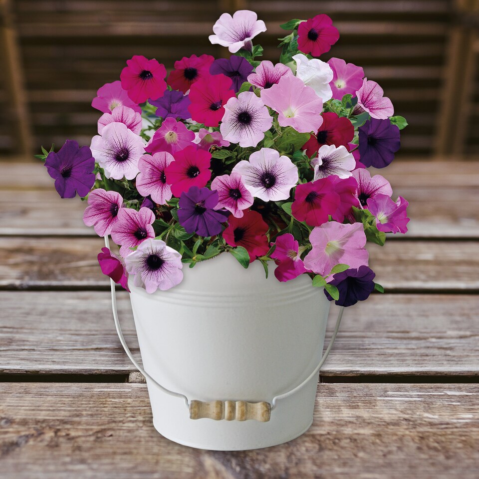 image 1 of Pronto Seed Petunia Grow Your Own Kit with Decorative Bucket Planter - Colourama Mix | Multi | Petunia Bucket | 1