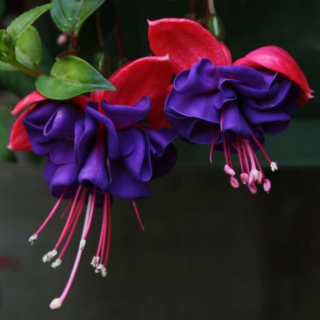 Fuchsia Dark Eyes Flowering Bedding Plants 9cm Pot