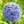 Bright blue