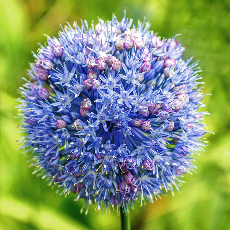 image 1 of Marshalls Garden Allium 'Caeruleum' Bulbs 20-Pack