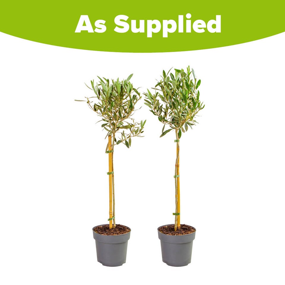 image 1 of YouGarden Pair of Patio Olive Trees, Hardy Standard Olive Trees, 80cm Tall in 18cm Pots, Supplied as Two Established Potted Trees
