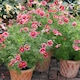 image 4 of Unwins Cosmos Seeds 'Antiquity' - Two-Tone Pink and Red Flower 30 Seeds