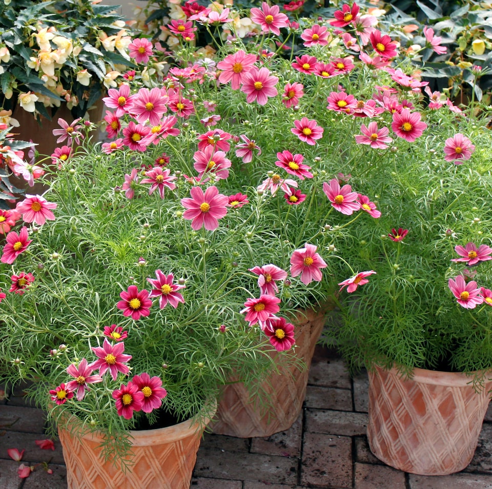 image 1 of Unwins Cosmos Seeds 'Antiquity' - Two-Tone Pink and Red Flower 30 Seeds