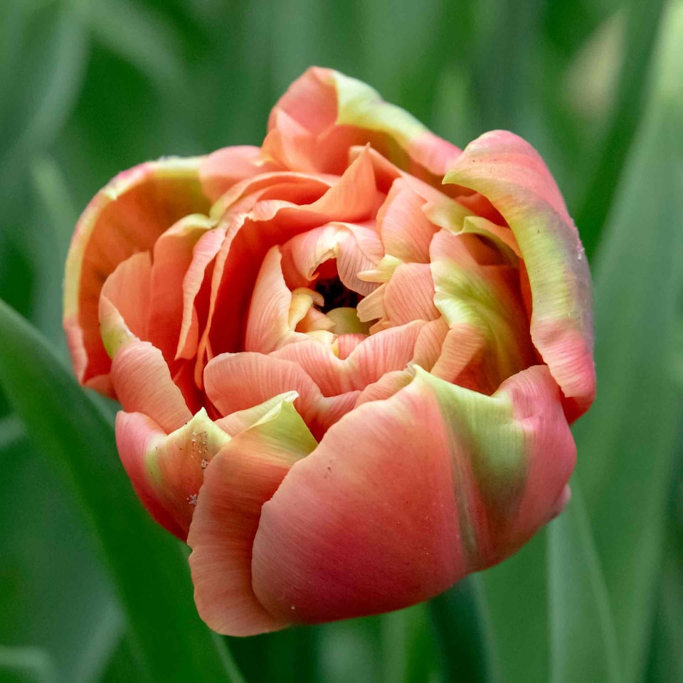 image 1 of Marshalls Garden Tulip Bulbs Copper Image (Double Copper-Pink) - 10 Bulbs