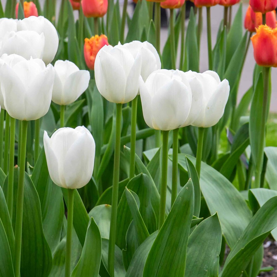 image 1 of Marshalls Garden Tulip Bulbs 'Clearwater' 10 Pack
