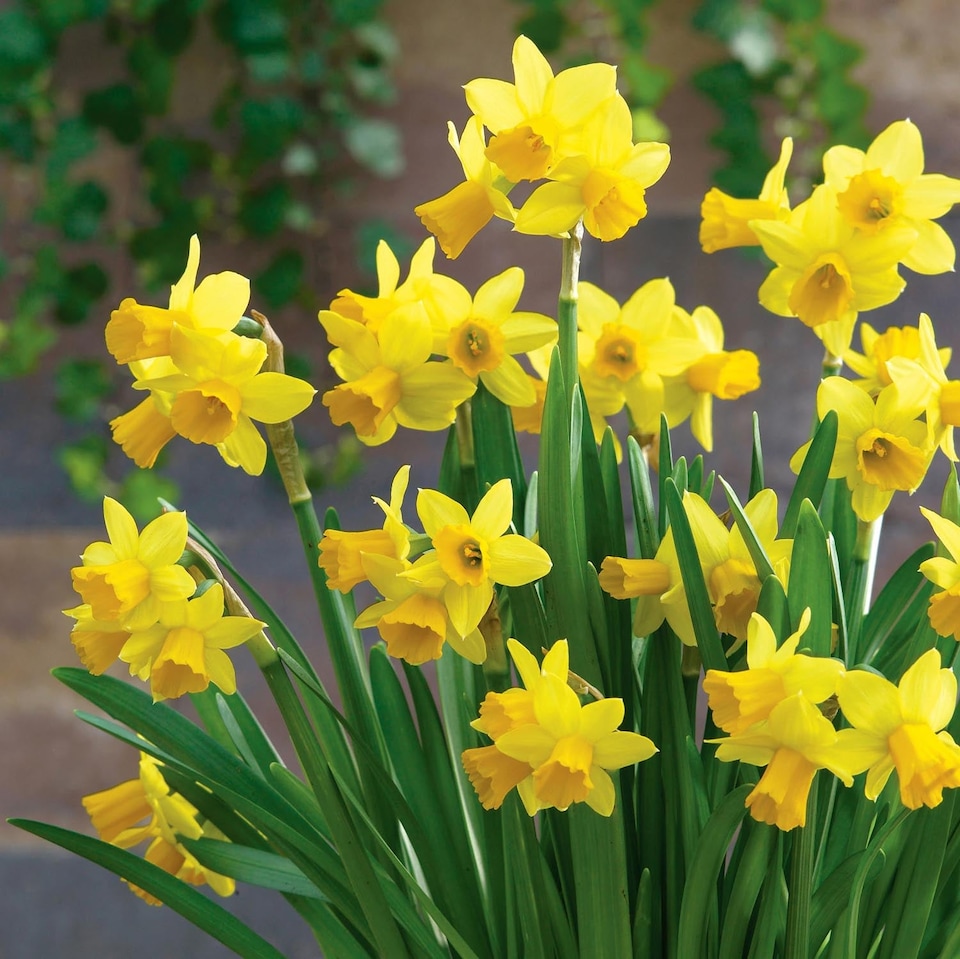 image 1 of Marshalls Garden Dwarf Daffodil Bulbs 'Tete a Tete' - Pack of 20
