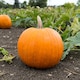 image 1 of Fast-Growing Halloween Pumpkin Seeds - Deep Orange Fruits with Green Handles - Carving & Decor - 4 Seeds