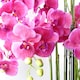 image 2 of 150cm Giant Pink Orchid Plant - Artificial - 189 flowers REAL TOUCH