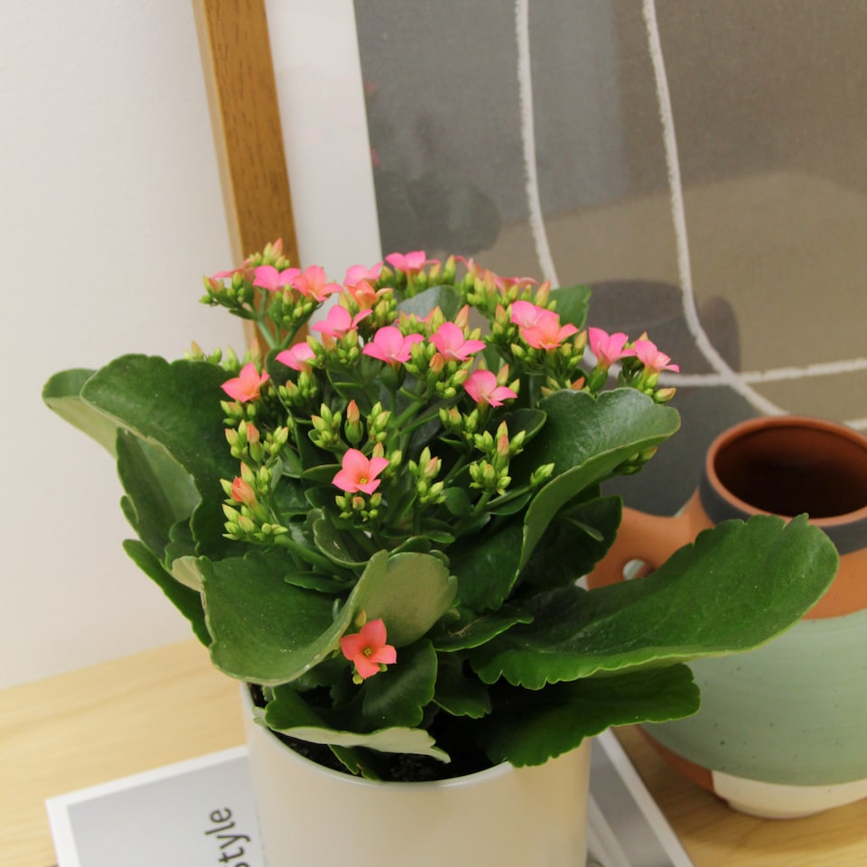 image 1 of 1 x Pink Real Kalanchoe Plant Flaming Katy in 10.5cm Pot - Low Maintenance Live Flowering Succulent Houseplant
