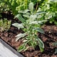 image 6 of Marshalls Garden Sage Green | Green | Green | 1L Plant