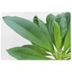 image 1 of Collection Of Green Leaves On White Rug Green | M