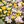 Yellow, Purple