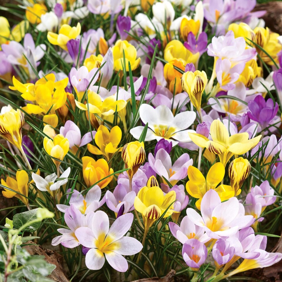 image 1 of Marshalls Garden Crocus Corms 'Mixed Species'