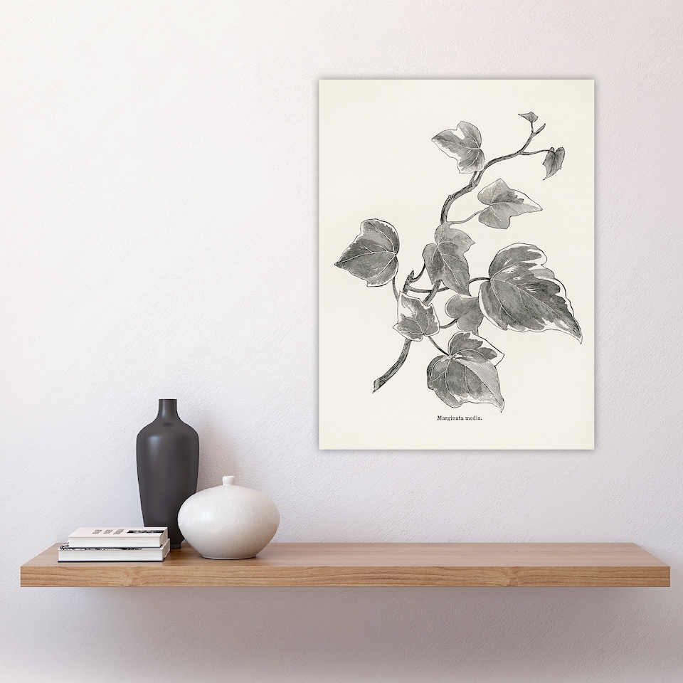 image 1 of Vintage Botanical Marginata Ivy Hibberd Huge Wall Art Print 18X24 In