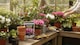 image 8 of Rhododendron and Azalea Fertilizer Feed 120g Controlled Release Ericaceous Plant Food Slow Release Granules