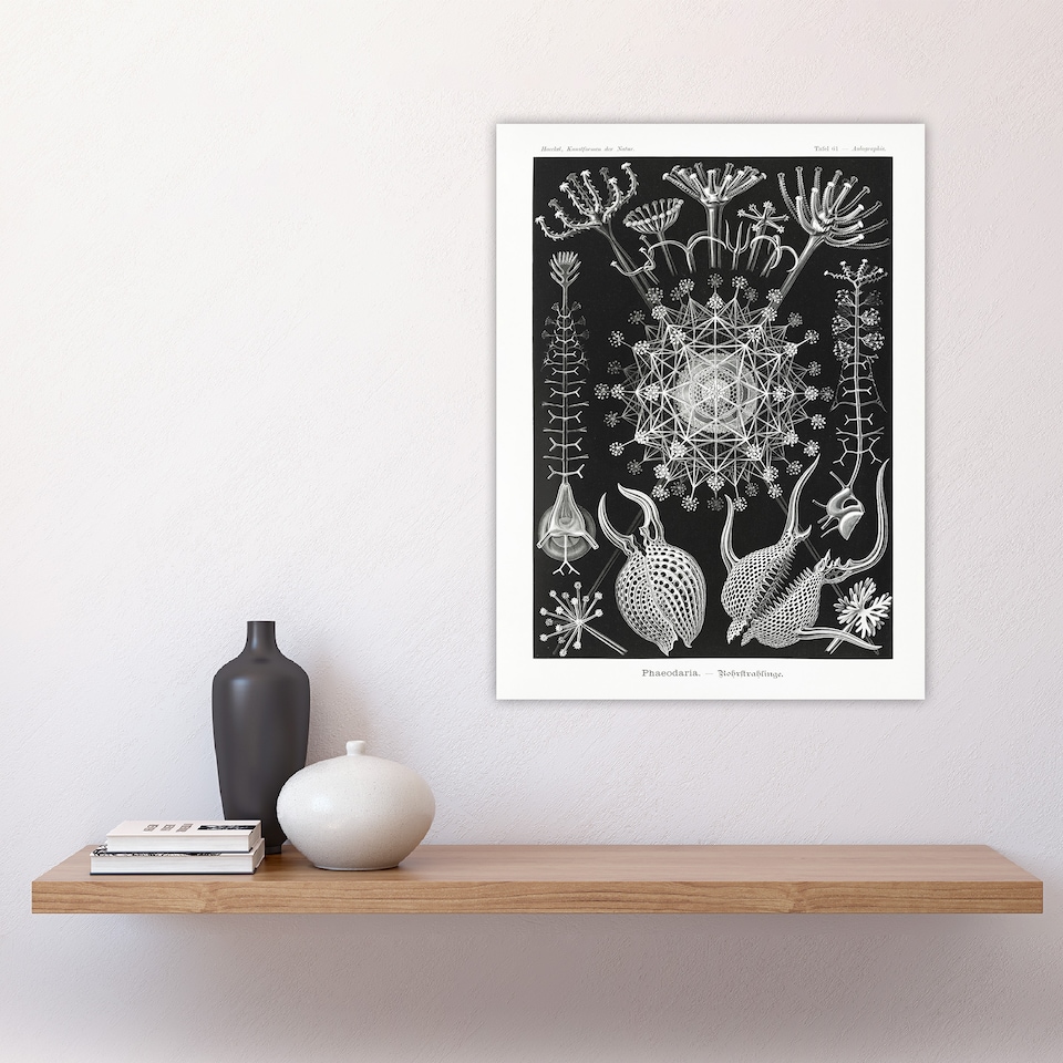 image 1 of Phaeodaria Marine Life Haeckel Botanical Huge Wall Art Print 18X24 In