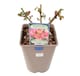 image 3 of Rose Birthday Girl  Floribunda Rose with Cream  Pink & Yellow Blooms in 5.5L Pot  Perfect Birthday Gift