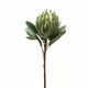 image 2 of Large Protea Artificial Plant - Plastic - L21 x W21 x H73 cm - Green