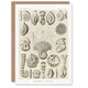 image 1 of Ernst Haeckel Art Card Talamophora Vintage Marine Life Illustration