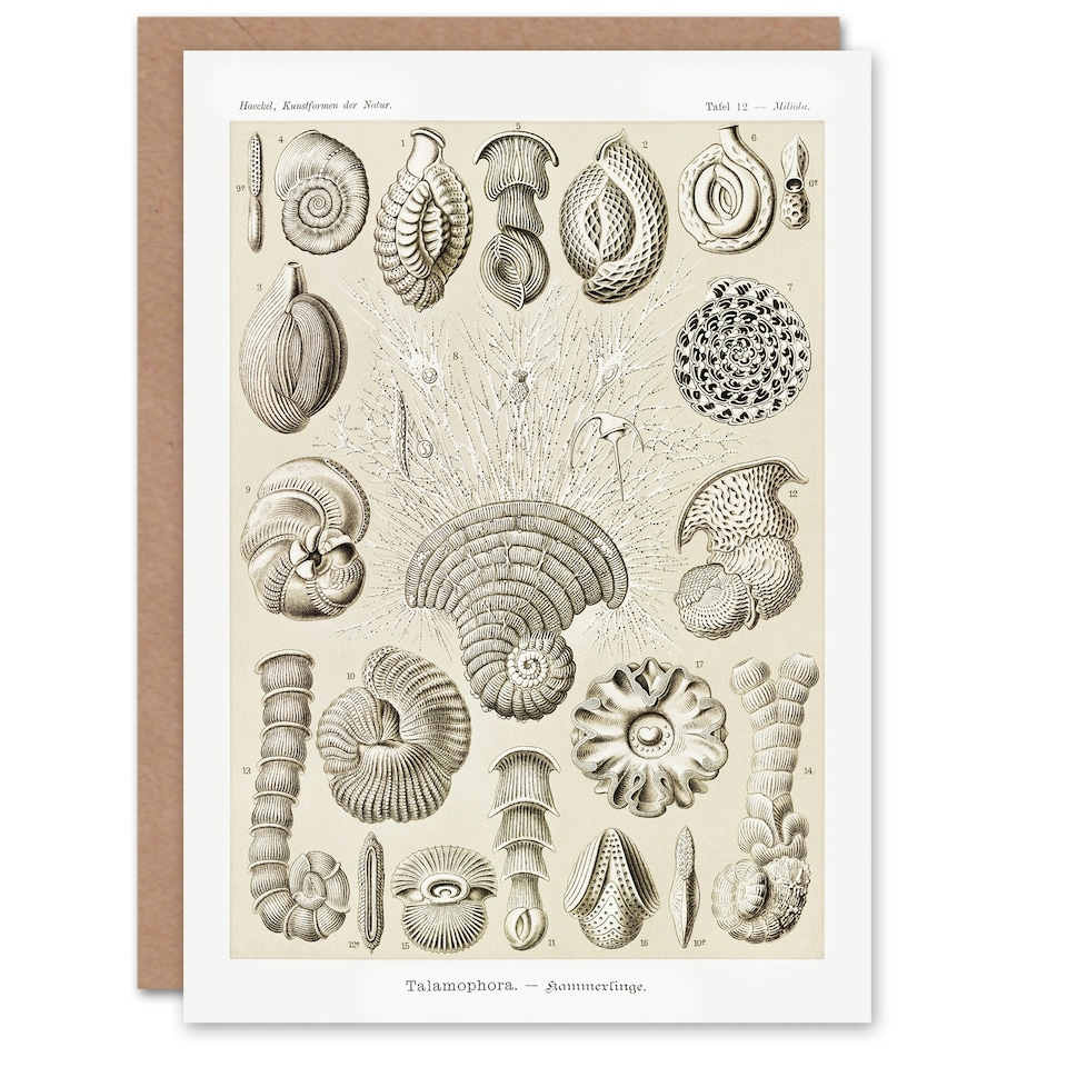 image 1 of Ernst Haeckel Art Card Talamophora Vintage Marine Life Illustration