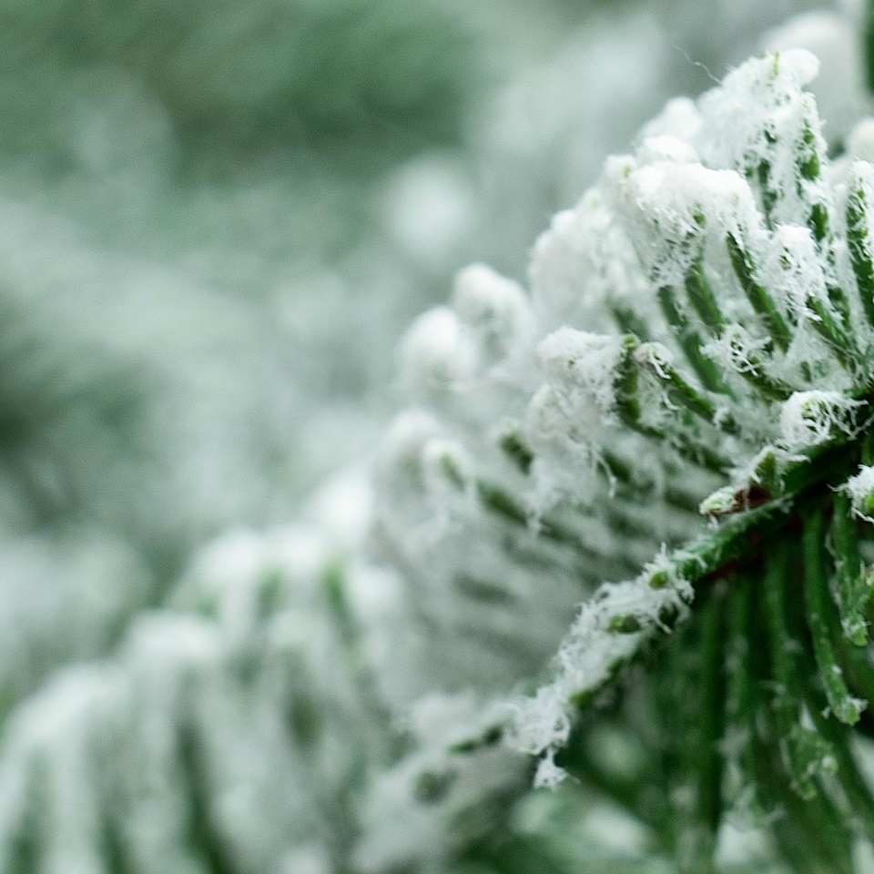 image 1 of Christmas Tree World  7ft/210cm Frosted Ultra Mountain Pine