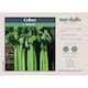 image 2 of Marshalls Garden Celery Seeds Hadrian F1 100 Seeds | Green | Green