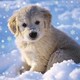 image 2 of 3D Holographic Up Close PUPPY IN SNOW Christmas Greeting Card