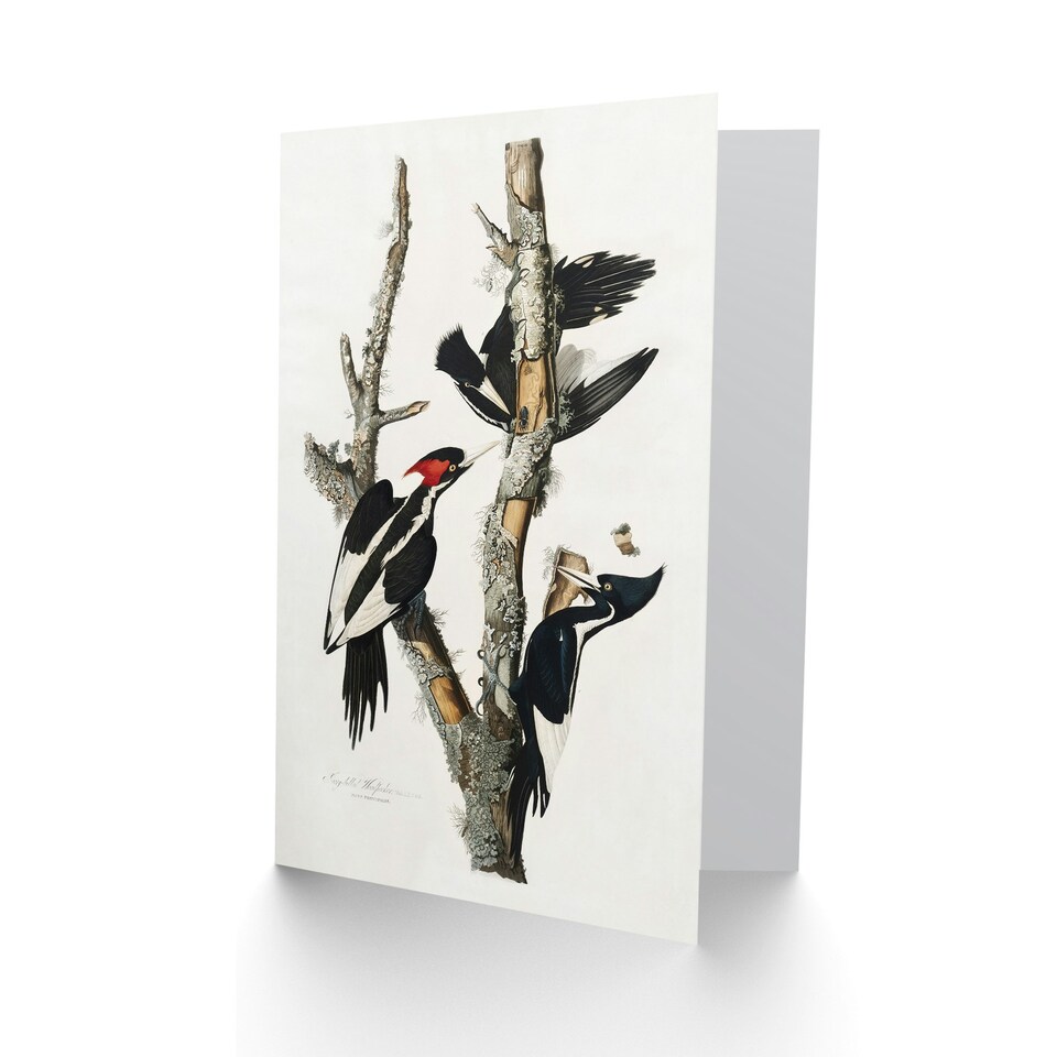 image 1 of John James Audubon Art Card Ivory Billed Woodpecker