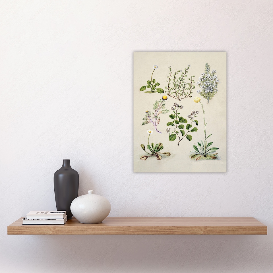 image 1 of Native New Zealand Wildflowers Artwork Featon Wall Art Poster Print 12X16"